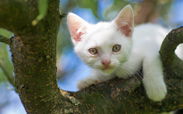 White kitten tree branch curious free wallpaper - medium preview image