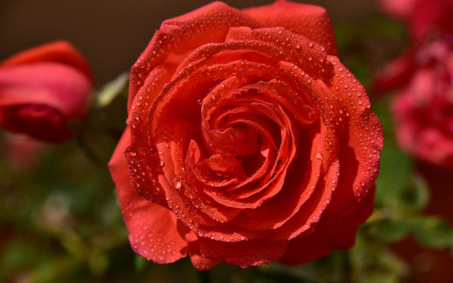 Red rose water droplets macro #31 free wallpaper - medium preview image