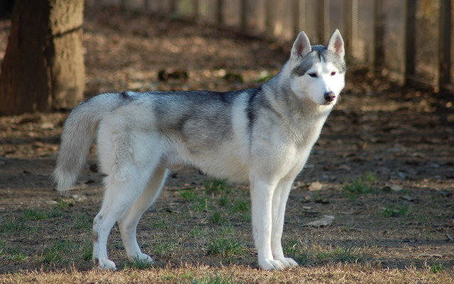 Husky field tree fence blurry free wallpaper - medium preview image