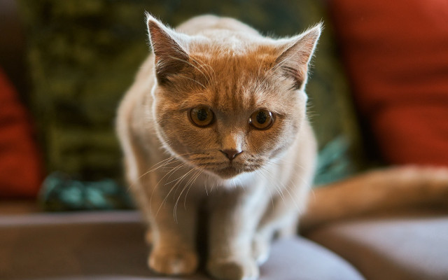 Cat serious couch focus bokeh free wallpaper - medium preview image