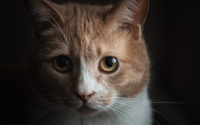 White face cat yellow eyes free wallpaper - medium preview image