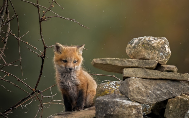 Small fox rocks tree night free wallpaper - medium preview image
