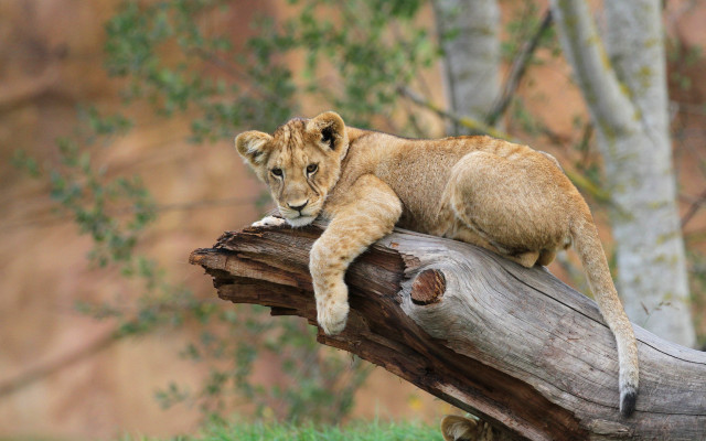 Lion cub log zoo resting free wallpaper - medium preview image