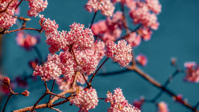 Cherry blossoms tiltshift spring outdoor free wallpaper - medium preview image