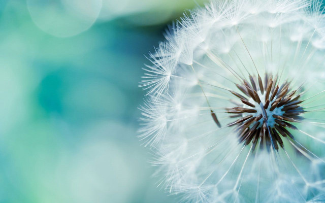 Dandelion blurry background blue green #4 free wallpaper - medium preview image