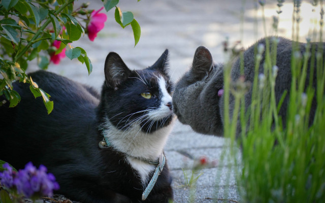 Black white cat plant reflection free wallpaper - medium preview image