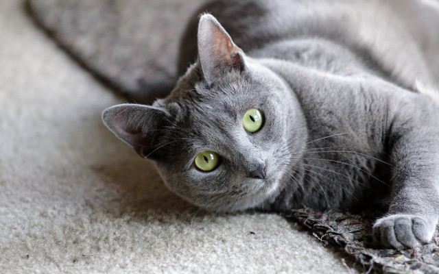 Gray cat white carpet green free wallpaper - medium preview image