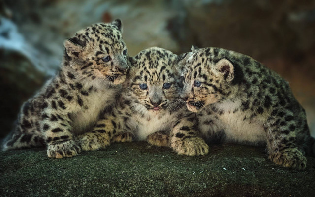 Snow leopards rock looking distance free wallpaper - medium preview image