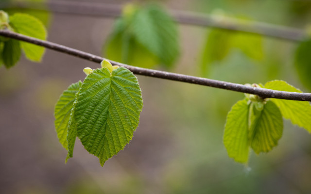 Branch green leaves rain blurry free wallpaper - medium preview image