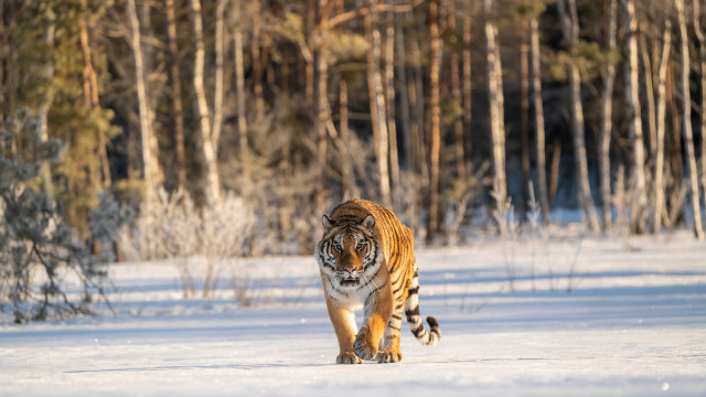 Tiger snow forest wildlife photography free wallpaper - medium preview image