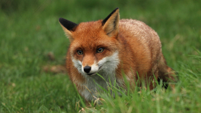 Red fox grass blurry nature free wallpaper - medium preview image