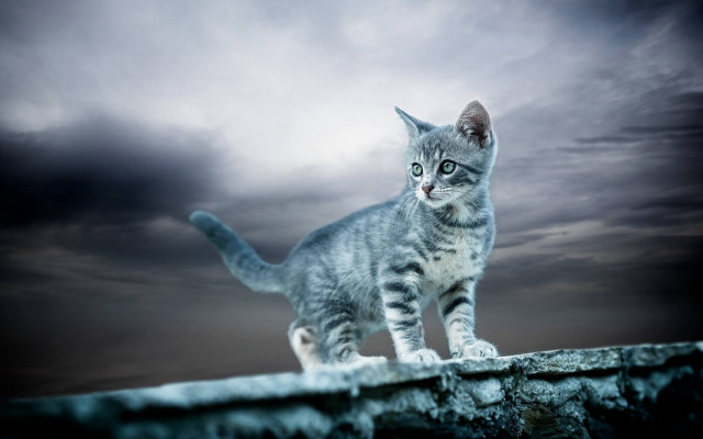 Cat ledge dark sky clouds free wallpaper - medium preview image