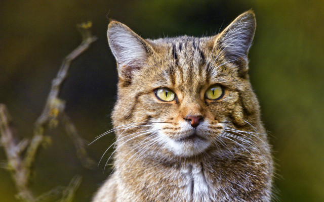 Cat portrait blurry background branch free wallpaper - medium preview image