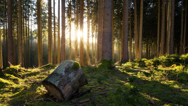 Tree stump forest sunlight grass free wallpaper - medium preview image