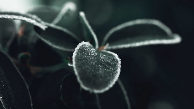 Frosted plant macro background blurry free wallpaper - medium preview image