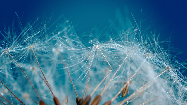 Dandelion water droplets macro night free wallpaper - medium preview image