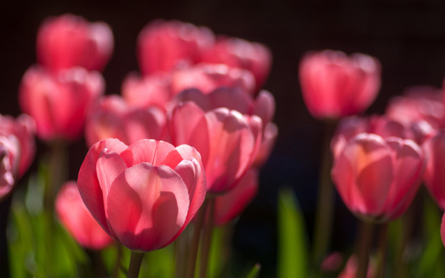 Pink flowers grass macro shallow free wallpaper - medium preview image
