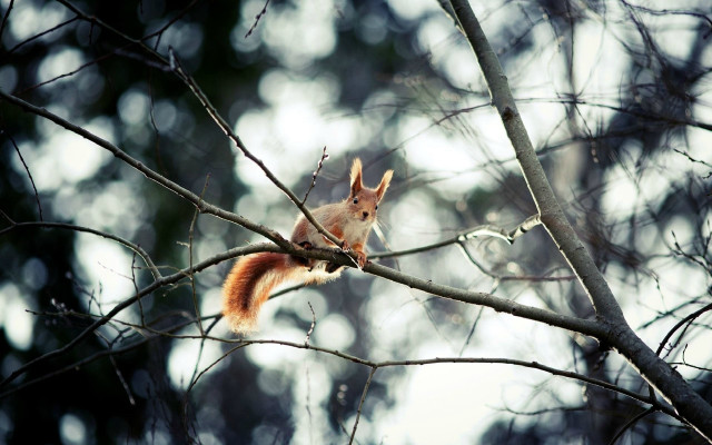 Squirrel surprised branch nature tiltshift free wallpaper - medium preview image