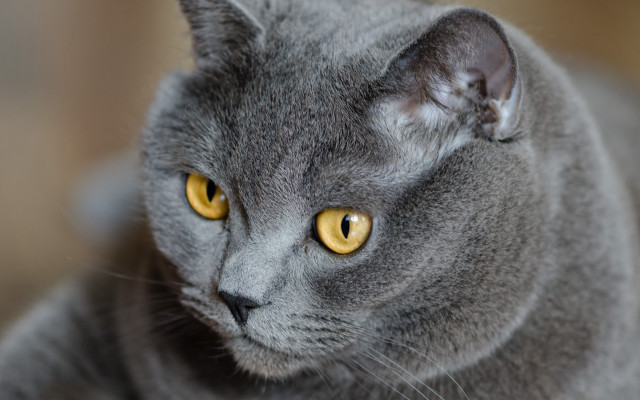 Gray cat yellow eyes serious #4 free wallpaper - medium preview image