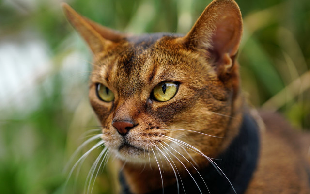 Serious cat green background daphne free wallpaper - medium preview image
