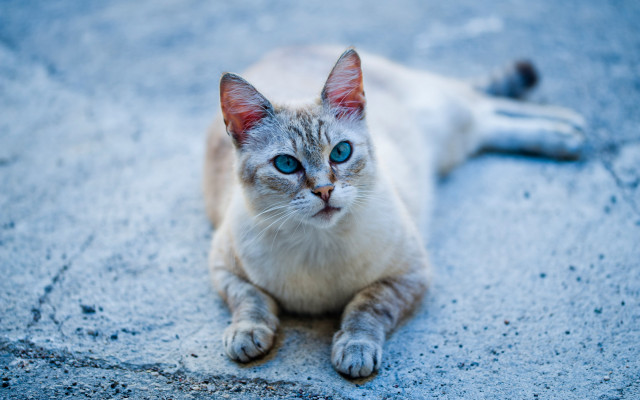 Sad cat blue eyes outdoors free wallpaper - medium preview image