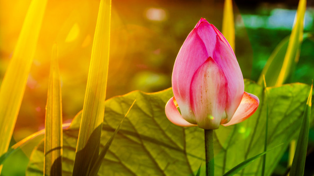 Pink flower bloom green grass free wallpaper - medium preview image