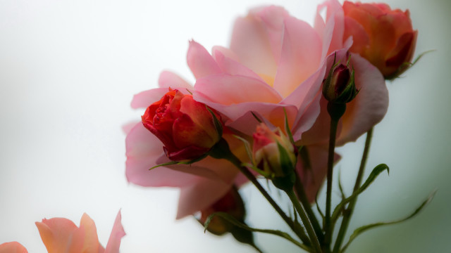 Pink roses vase table blurry #2 free wallpaper - medium preview image