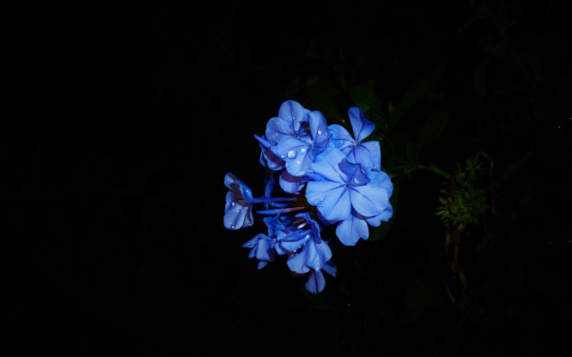 Blue flower water droplets bioluminescence free wallpaper - medium preview image