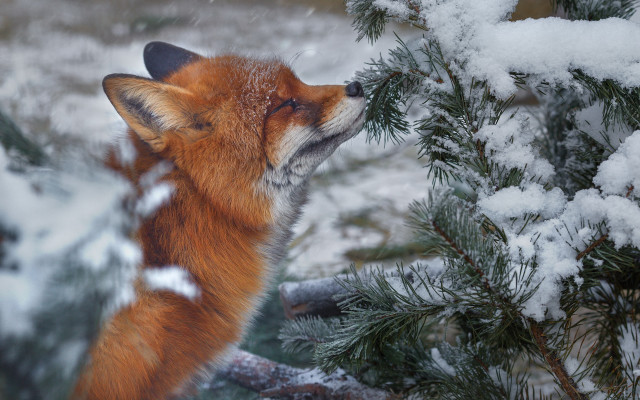 Fox snowy forest branch burry free wallpaper - medium preview image