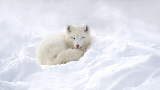 Polar bear snow sleeping outdoors free wallpaper - medium preview image