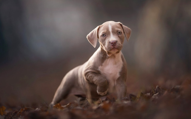 Puppy leaves sad look tiltshift free wallpaper - medium preview image