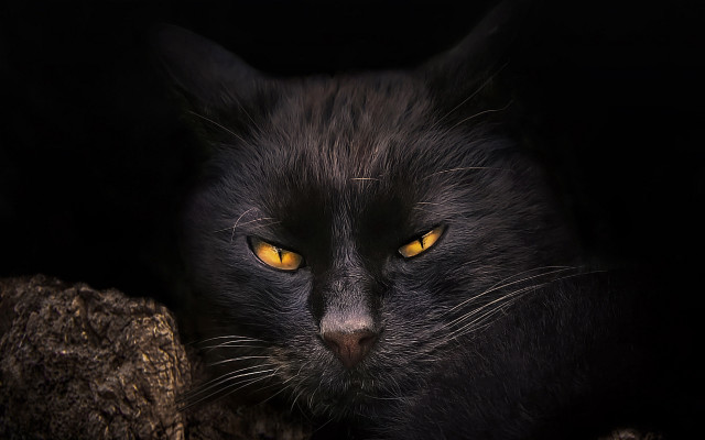 Black cat yellow eyes gothic #23 free wallpaper - medium preview image