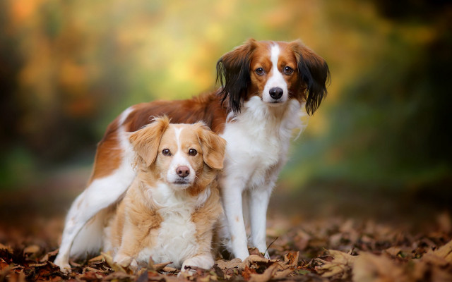 Dog leaves woods autumn photorealistic free wallpaper - medium preview image