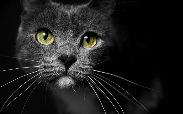 Black cat yellow eyes symmetrical free wallpaper - medium preview image