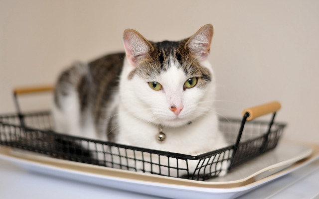 Cat basket table white wall free wallpaper - medium preview image