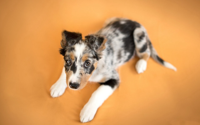 Dog black white face looking free wallpaper for desktop - medium preview image