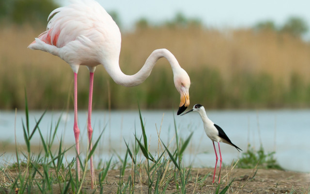 Birds lake field ecological jigsaw free wallpaper - medium preview image