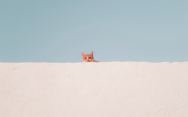 Cat peeking wall blue sky free wallpaper - medium preview image