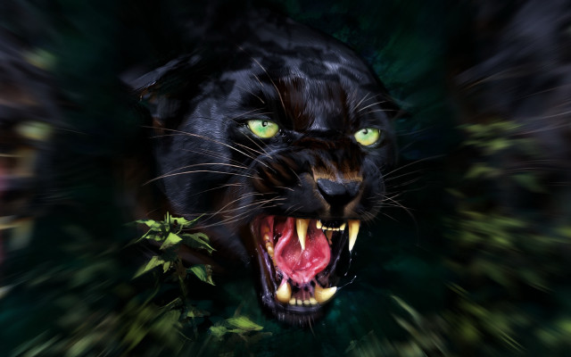 Black panther green eyes snarling free wallpaper - medium preview image