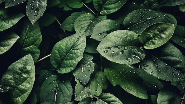 Green leaf water droplets photorealistic #2 free wallpaper - medium preview image