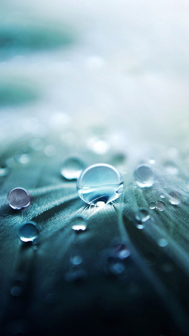 Leaf water droplets blue background #2 free wallpaper - medium preview image