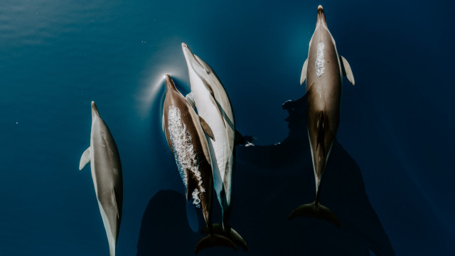 Dolphins swimming ocean watercraft wildlife free wallpaper - medium preview image