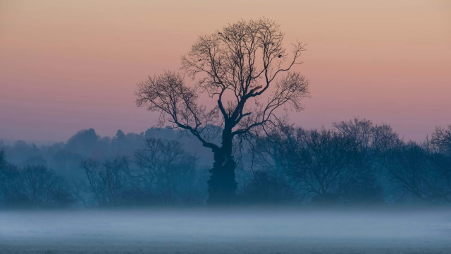 Foggy field tree bird pink free wallpaper - medium preview image