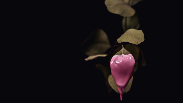 Pink flower black background photorealism free wallpaper - medium preview image