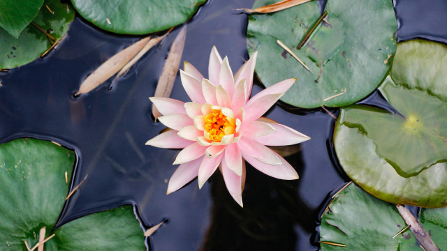 Pink flower floating water lilies #3 free wallpaper - medium preview image