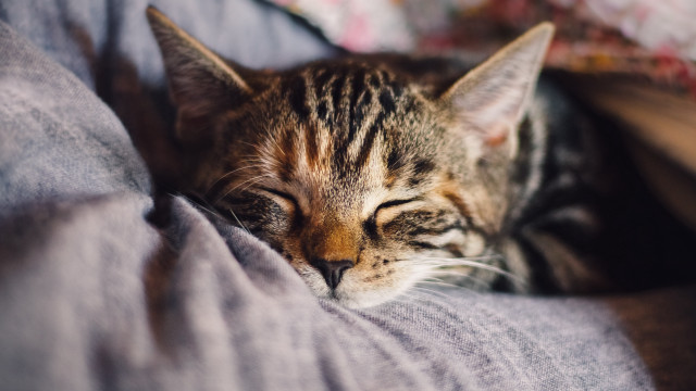 Cat sleeping bed blanket rococo free wallpaper - medium preview image