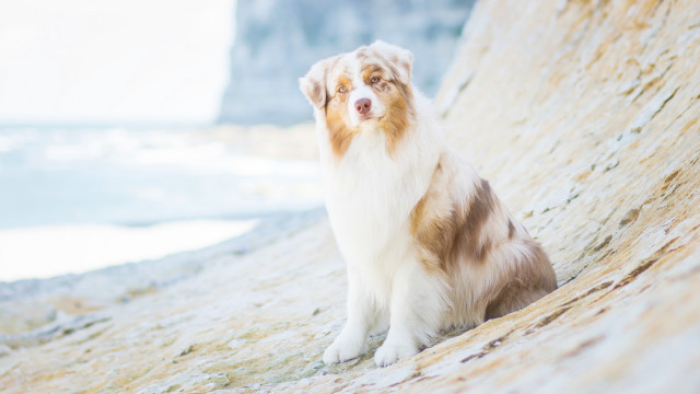 Dog ocean rock cliff beach free wallpaper - medium preview image