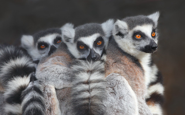 Ring tailed lemurs rock wall free wallpaper - medium preview image
