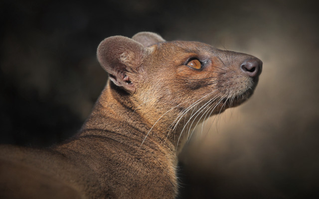 Small animal closeup black brown free wallpaper - medium preview image