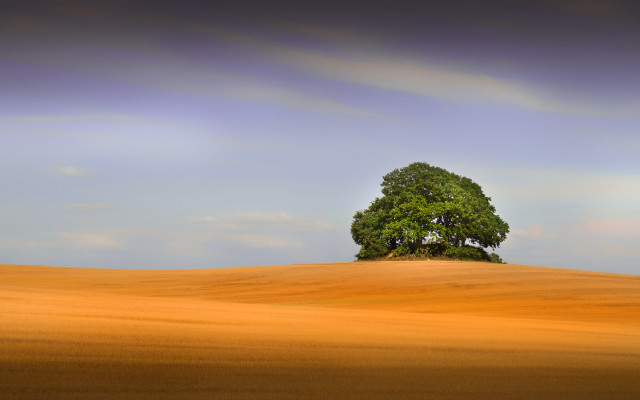 Lone tree golden field blue free wallpaper - medium preview image